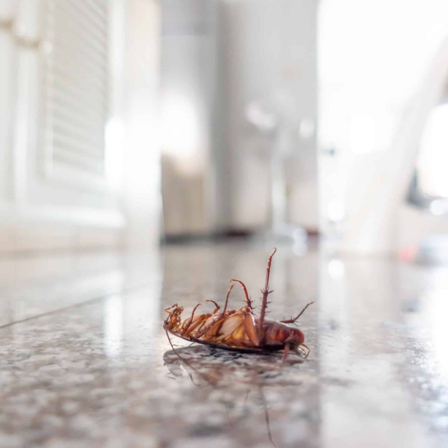 Dead cockroach on floor, pest control concept