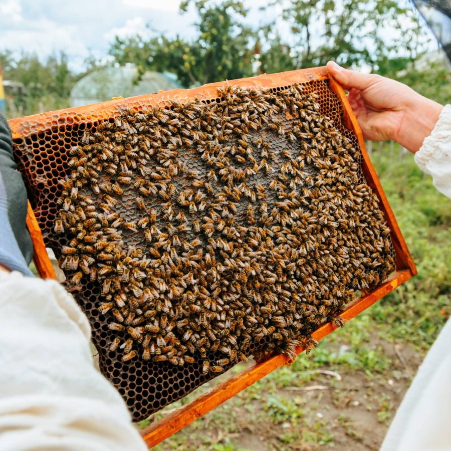 Close up a bee swarm sitting on honeycomb in honey frame in hands of an unrecognizable beekeeper. Protective glove on the beekeepers hand. Bees are useful but dangerous insects all the time at work.