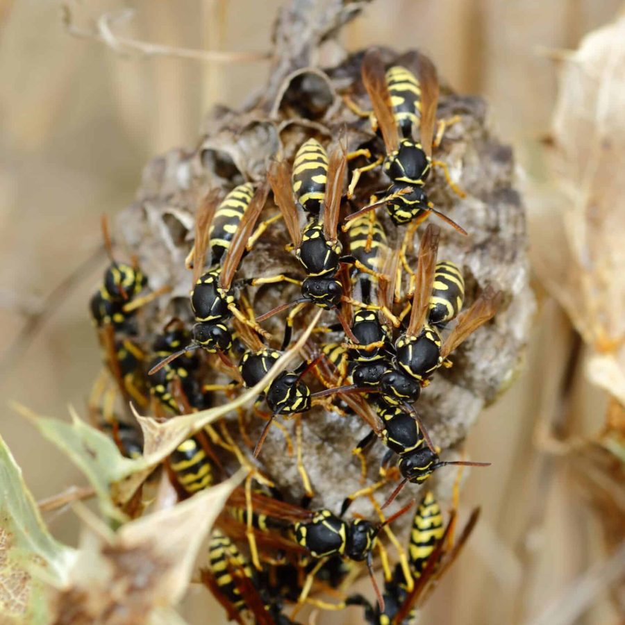 A vertical selective focus shot of a wasp nest