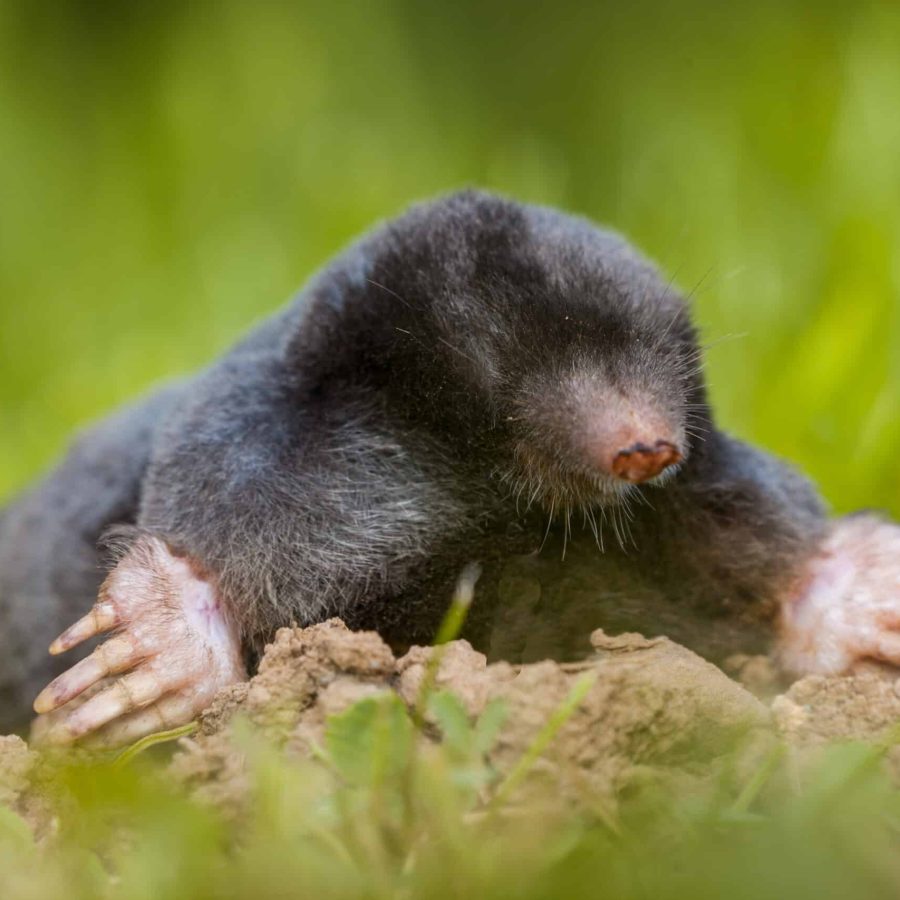 The European mole or Common Mole is a mammal of the order Soricomorpha